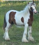 Red, 12hh Ride and Drive Gelding