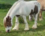 14hh Ride and Drive Gelding
