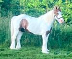 14hh Ride and Drive Gelding