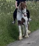 14hh Ride and Drive Gelding