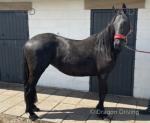 15.3hh Friesian x TB Mare
