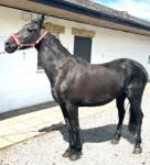 15.3hh Friesian x TB Mare