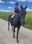 15hh Riding Mare