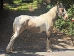 Daisy, Filly
