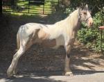 Daisy, Filly