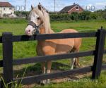 Cherry, Welsh Section C Mare