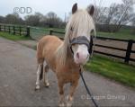 Cherry, Welsh Section C Mare