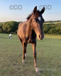 Yearling Colt