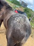 Yearling Colt