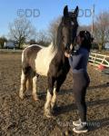 Junior, 15.2hh Ride and Drive Gelding 
