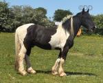 Junior, 15.2hh Ride and Drive Gelding 
