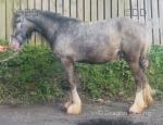 Mickey, Ride and Drive Colt