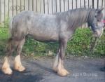 Mickey, Ride and Drive Colt