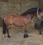Welsh Section C Gelding 