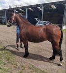 Welsh Section C Gelding 