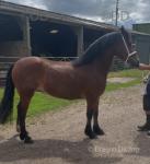 Welsh Section C Gelding 