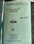 Welsh Section C Gelding 