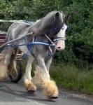 15.1hh Driving Gelding
