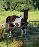 14.3hh Gelding