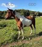 14.3hh Gelding