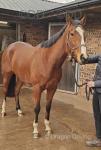 15.2hh Thoroughbred Mare