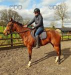 15.2hh Thoroughbred Mare