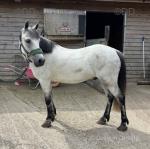 12hh Riding Gelding 