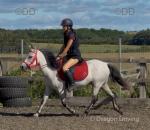 12hh Riding Gelding 