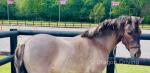 12hh Gelding 