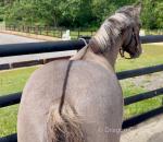 12hh Gelding 