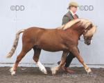 Welsh Section A Colt