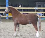 Welsh Section A Colt