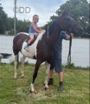 Lady, 15hh Ride and Drive Mare