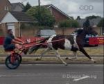 Lady, 15hh Ride and Drive Mare