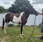 Lady, 15hh Ride and Drive Mare