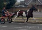 Lady, 15hh Ride and Drive Mare