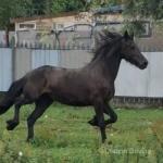Dutchess, Friesian x Filly Possibly in Foal