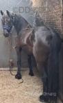 Dutchess, Friesian x Filly Possibly in Foal