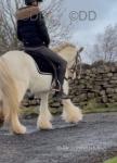 Willow, 12.2hh Mare