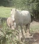 Willow, 12.2hh Mare