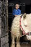 Willow, 12.2hh Mare