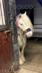 Willow, 12.2hh Mare