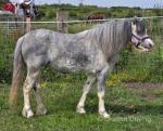 Toytown Bittersweet, Welsh Section A 11.2hh Mare
