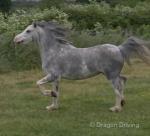 Toytown Bittersweet, Welsh Section A 11.2hh Mare