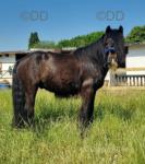 Buddy, 12.1hh Gelding 