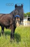 Buddy, 12.1hh Gelding 
