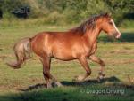 Welsh Section A Gelding 