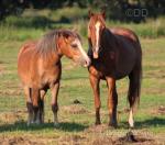 Welsh Section A Gelding 