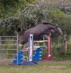 Sligo Candy Boy, Filly