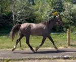 Sligo Candy Boy, Filly